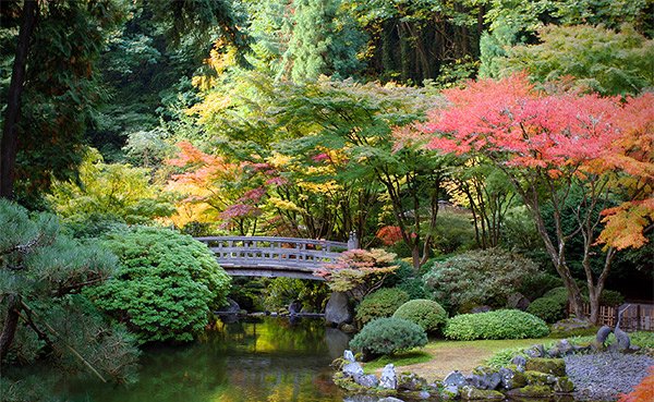 japanese trees