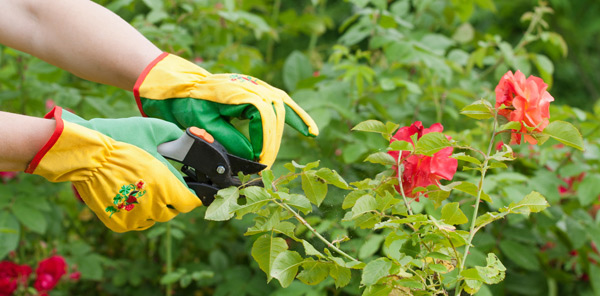 Prune your plants