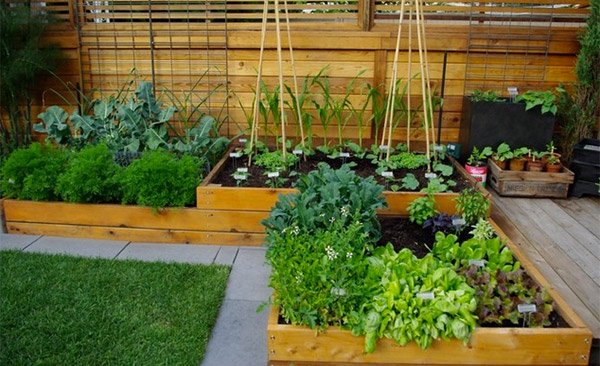 elevated vegetable beds