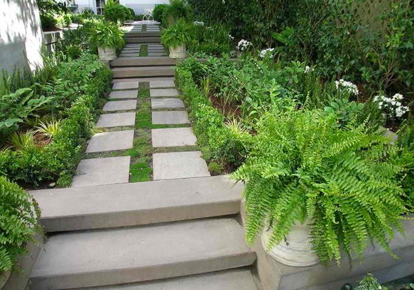 green plants ferns