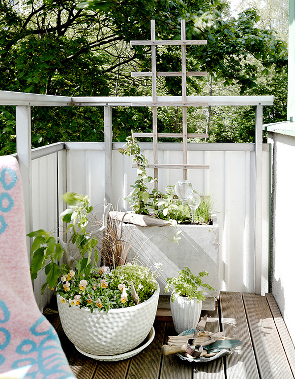 Balcony Plants