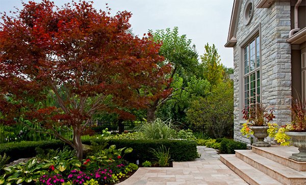 Japanese Maple tree