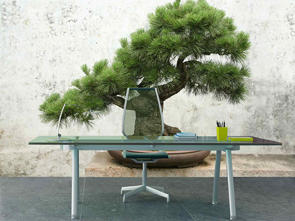 bonsai