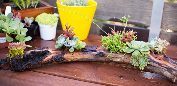 driftwood succulent