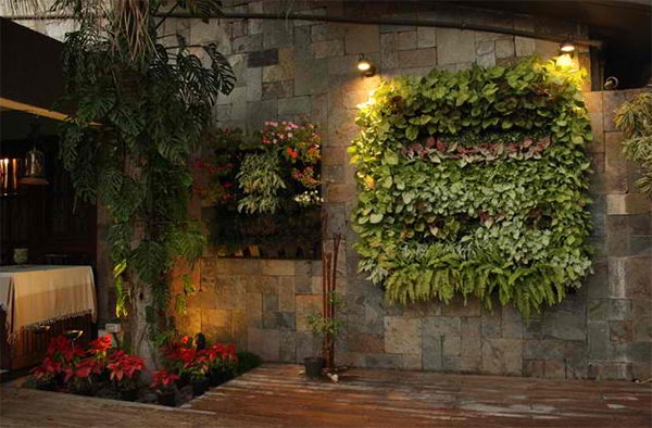 wall plants