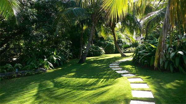 green leafy trees