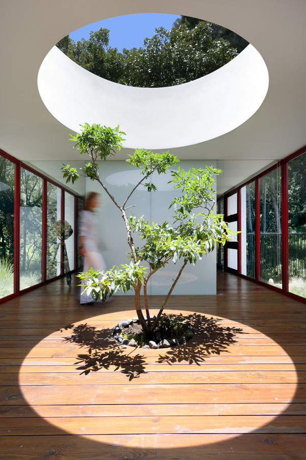 indoor tree