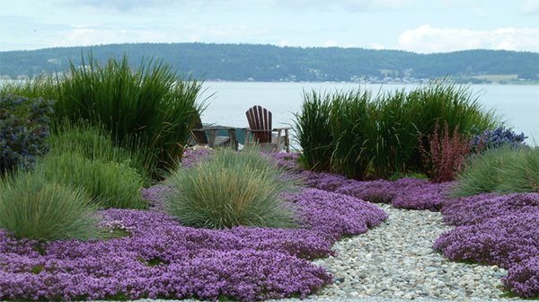 grass plants for landscaping