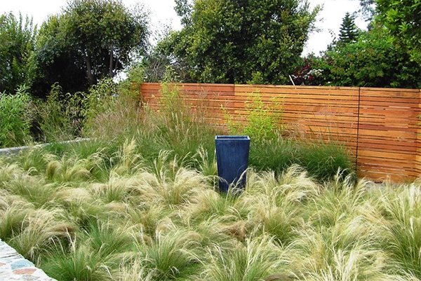 Miscanthus grass