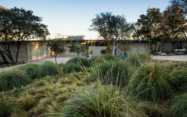 Mexican feather grass