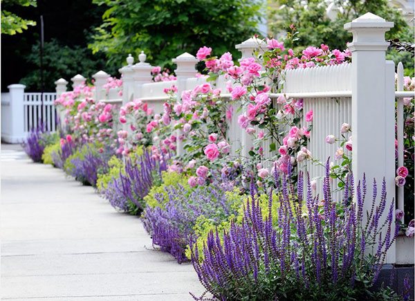 landscape bushes