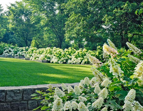 white-blooming shrubs