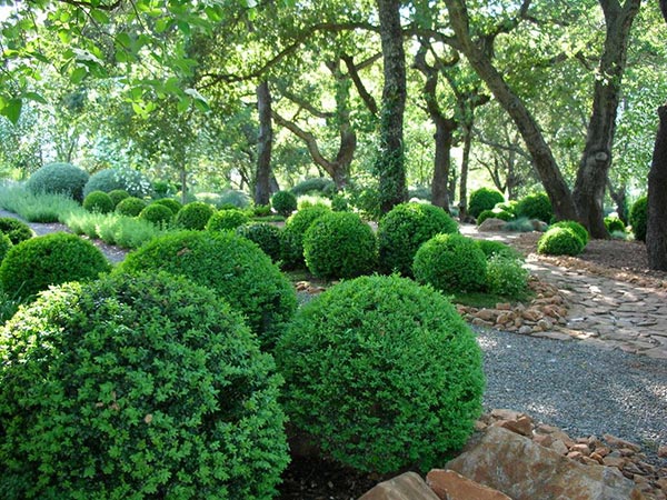 evergreen shrub