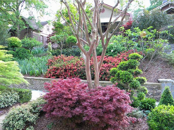 dwarf red shrub