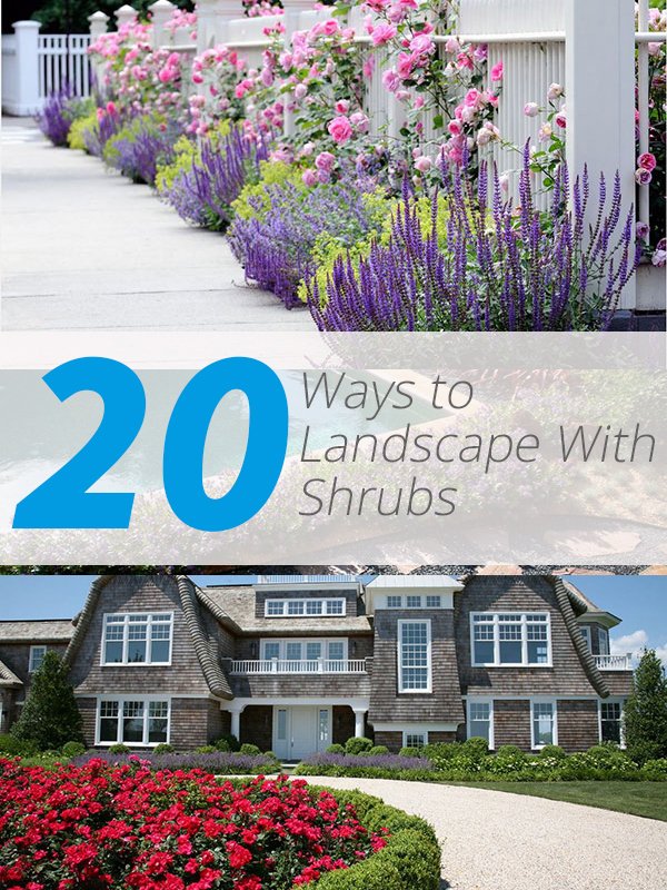 landscape shrubs