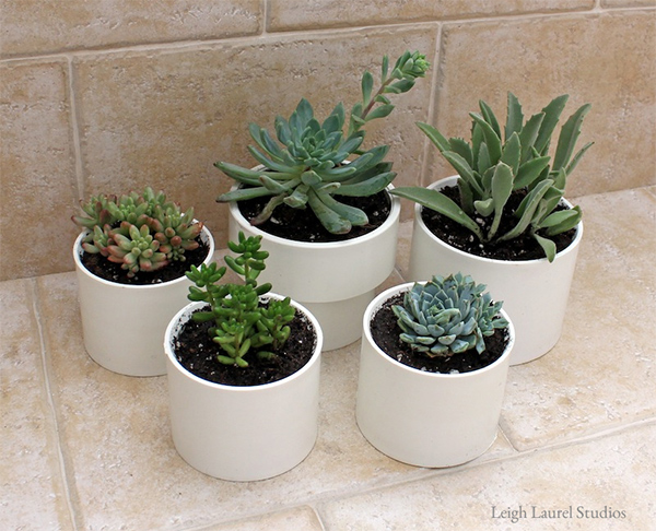 PVC Pots for Succulents