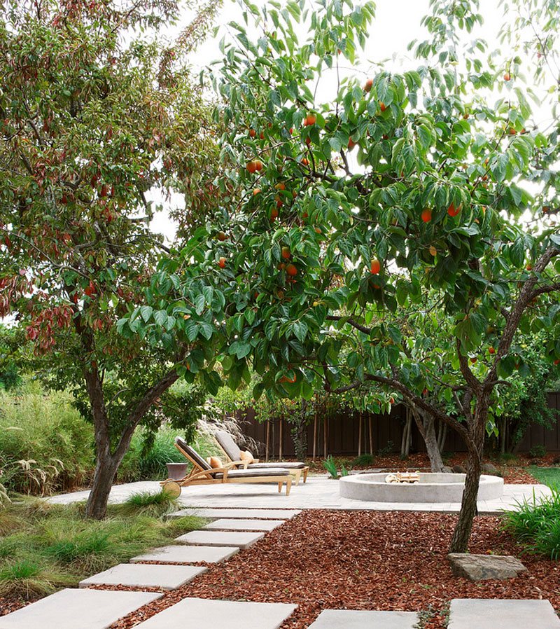 orchard tree shade