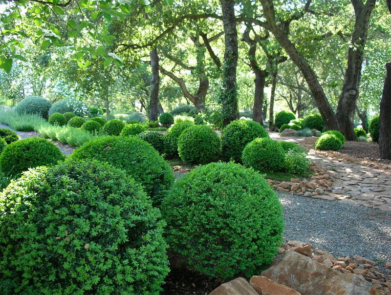 round hedges