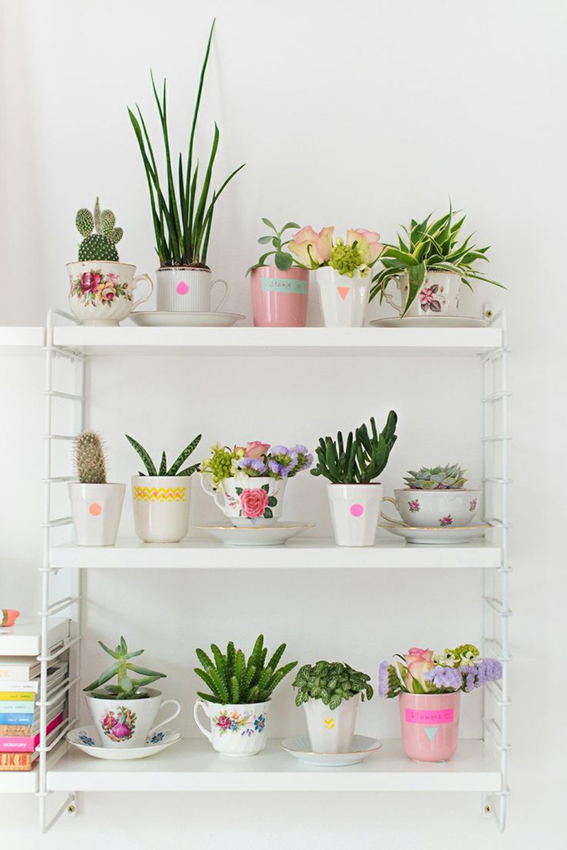 Succulent Plants in Tea Cups