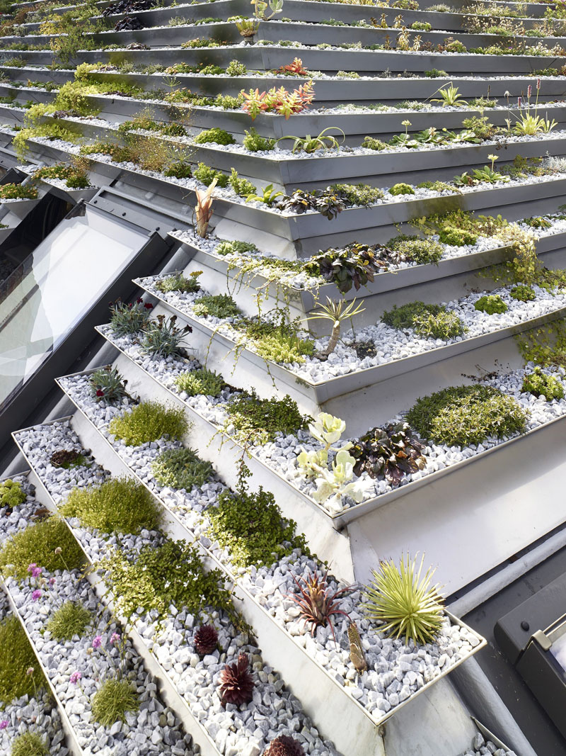 Terraced roof garden plants