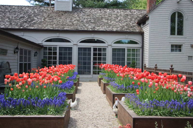 Tulips in Planting Beds