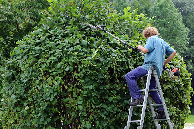 Prune trees and trim shrubs