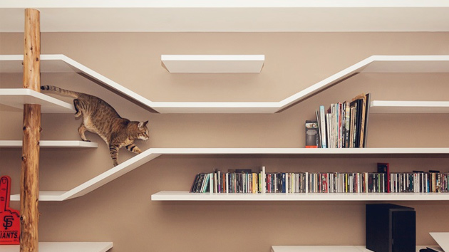 Cat shop run shelves